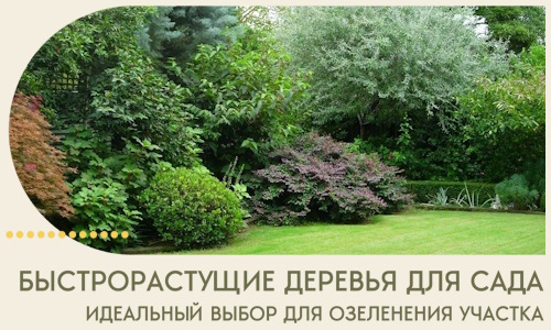 Быстрорастущие деревья для сада идеальный выбор в Кингисеппе