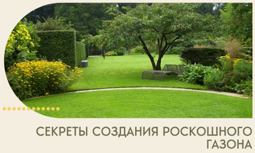 Секреты создания роскошного газона в Кингисеппе