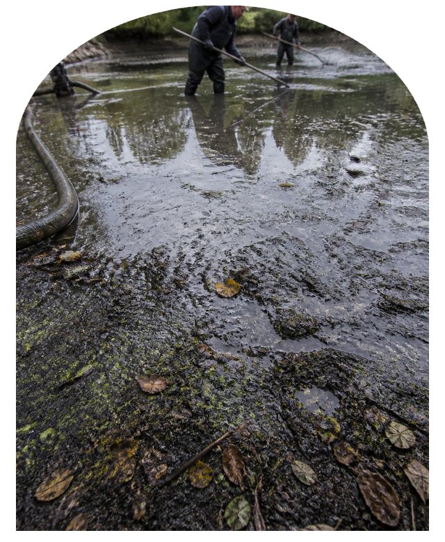 Очистка пруда в Кингисеппе от ила мусора и водорослей с вывозом